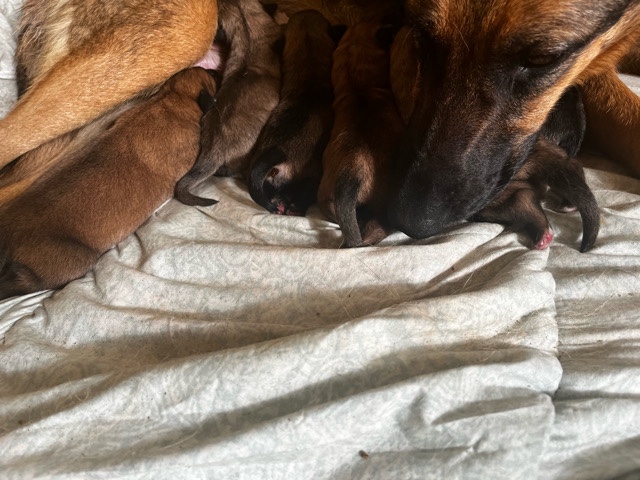 German Shepherd – German Shepherds