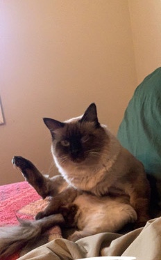 Himalayan – Himalayan cat