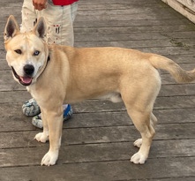Labrador Husky – Husky / Bully