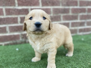 Golden Retriever – Golden retriever puppies!!! – Marshville