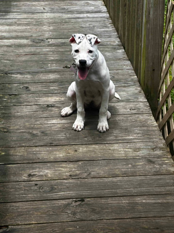 Dalmatian – 6 month old Female Dalmatian and American Bulldog mix