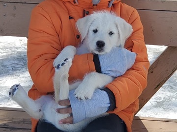 Labrador Retriever – Lab + Wheaton Terrier Puppies – Oshawa