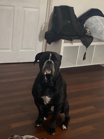 American Bulldog – American bulldog