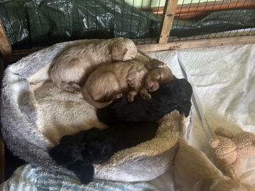 Cockapoo – F2bb champion bloodline cockapoos – Chesterfield