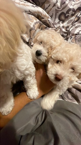 Poodle – Poodle puppies