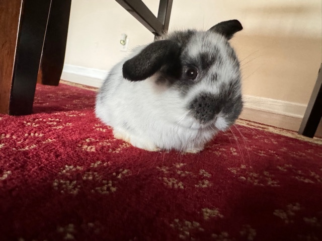 Holland Lop – selling rabbits