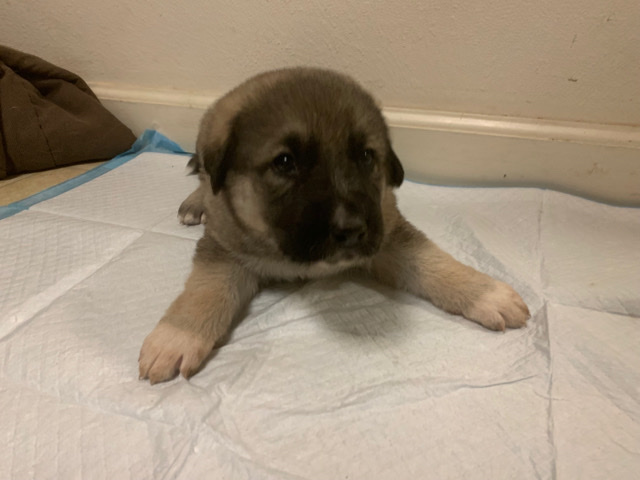 Armenian Gampr dog – Rare Armenian Gampr mix with German Shepard