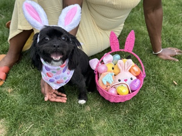 Shih Tzu – Rehome Clover – Dunwoody