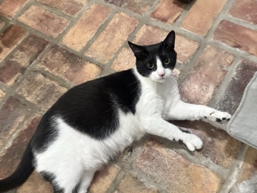 American Shorthair – sweet cat needs a new home – Gray