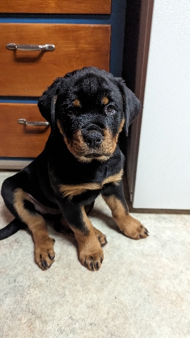 Rottweiler – rottweiler puppies