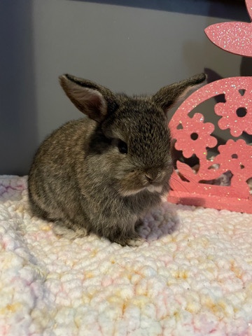 Holland Lop – holland lop chestnut super sweet female💕