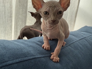 Sphynx – sphynx – Sharjah