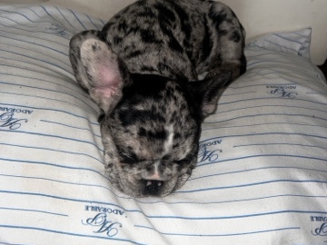 French Bulldog – nova – New York