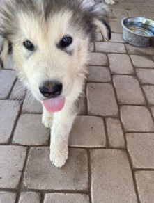 Alaskan Malamute – Cute alaskan malamute.