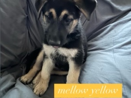 German Shepherd – READY TO GO….. – Westville