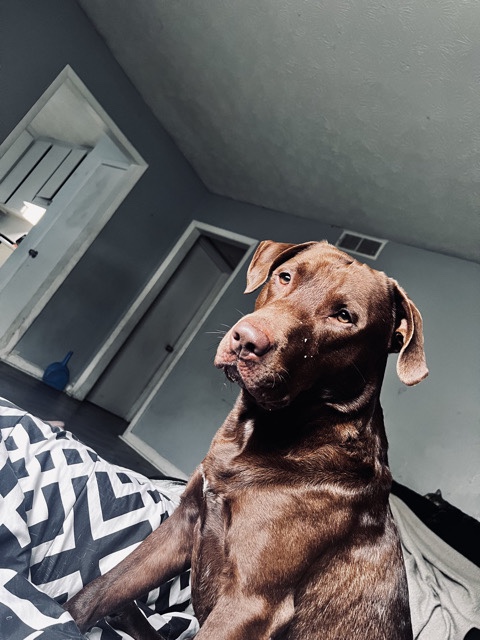 Labrador Retriever – brown labrador retriever – Forest Park