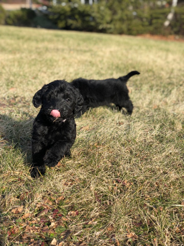 Golden Retriever – Lovestrand puppies!