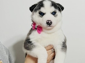 Image of Siberian Husky