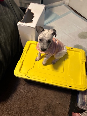 American Pit Bull Terrier – Russian