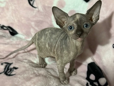 Image of Sphynx