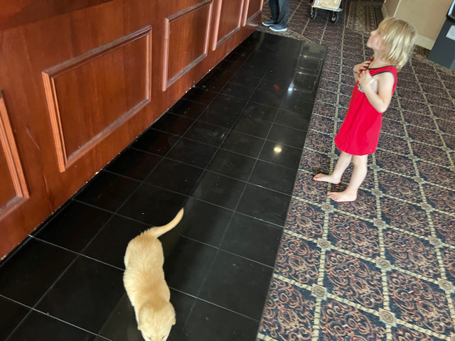 Golden Retriever – golden retriever puppy 2 months