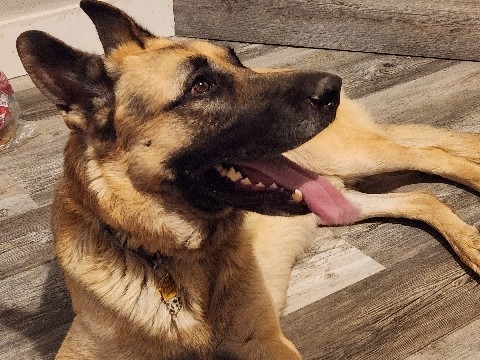German Shepherd – loveable and friendly German shepard – Modesto