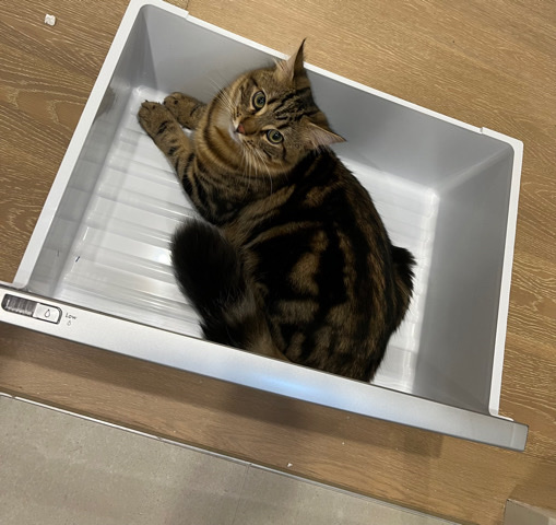 Bengal – Cat