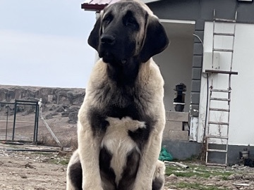 Mastiff – aksaray malaklı – Aksaray Merkez