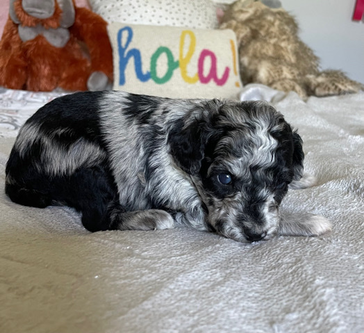 Poodle – Mini Aussiedoodle