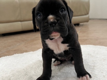 Boxer – Boxer Puppies – Rialto