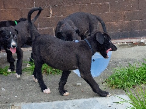 Greyhound - 2 female pups ready to go now!!!! available for adoption in Manchester