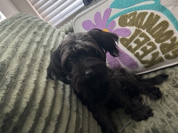 Yorkie Poo – LOOKING TO REHOME MY DOG TO A LOVING HOME 🏡❤️ – Fort George G Meade