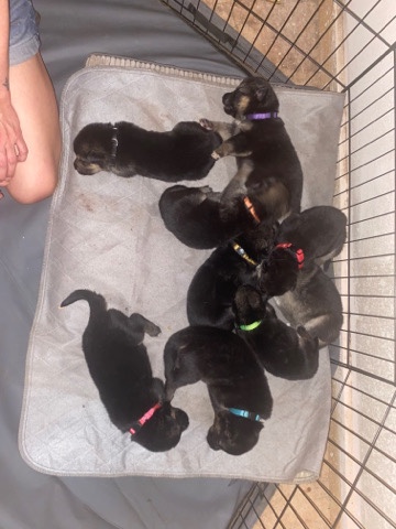 German Shepherd – german shepherd puppies!!