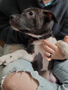 Dutch Sheperd/Pit Mix Puppies