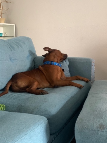 American Pit Bull Terrier – Rusty