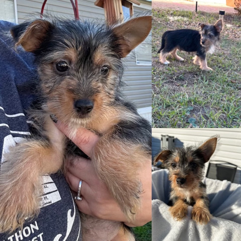 chorkie