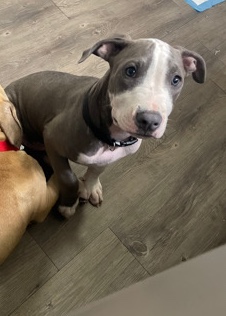 American Pit Bull Terrier – His name ice