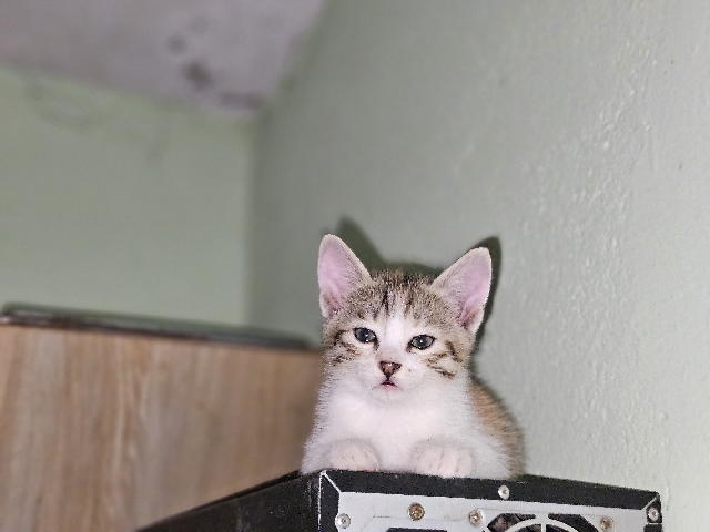 Others - Ginger cat.   from bangalore Karnataka available for adoption in Patna