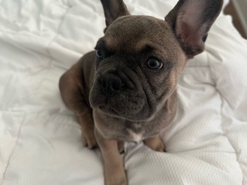 Bulldog – Top Quality Baby French Bulldog