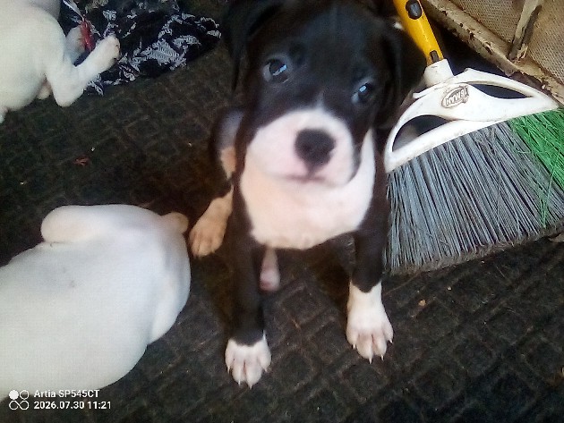 Boxer – Beautiful Boxer Puppy – Anaheim