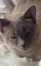 Siamese – Free Siamese