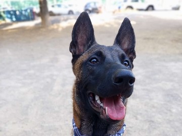 Belgian Shepherd Dog (Malinois) – pastor belga – Ciudad Real