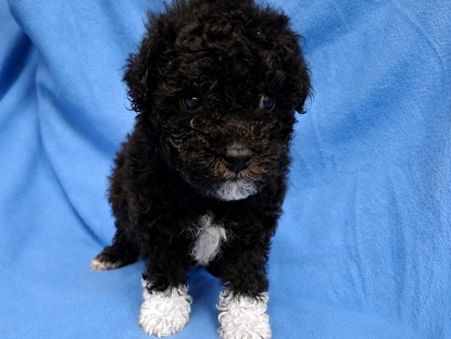 Poodle – Toy Poodle – Bonaire
