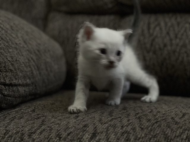 Siamese – kitten in need of home – Turlock