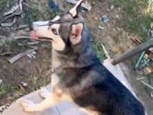 Siberian Husky – Friendly Adolescent Siberian Husky for Sale – Riverside – Riverside