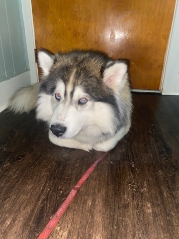 Siberian Husky – Husky for sell
