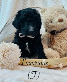 F1bb Goldendoodle