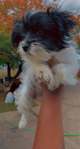 shih Tzu