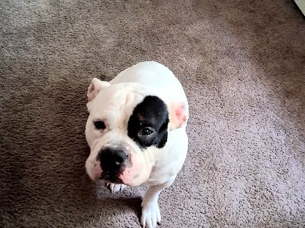 Bulldog – GHOST-need good home for dog – Saint Paul