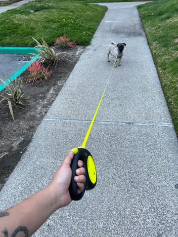 Pug – pug